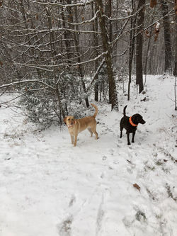 Vivi & Franny - The Fansler Family