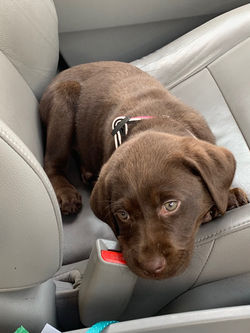 Baby Coca Bella
