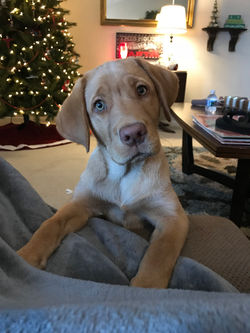Tucker - 12 weeks