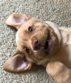 Tucker
