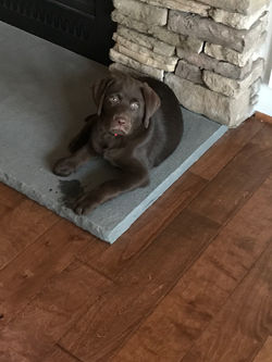 Remi - 10 weeks