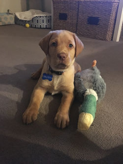 Baby Brody
