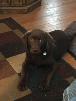Baby Coco