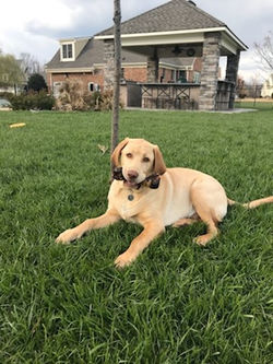 Brody