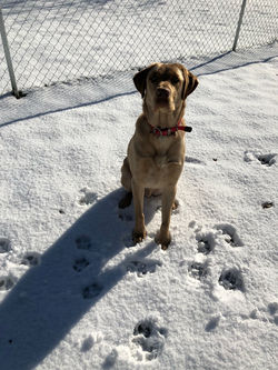 Copper - Winter 2017
