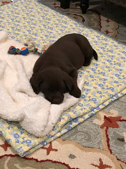 Baby Remi