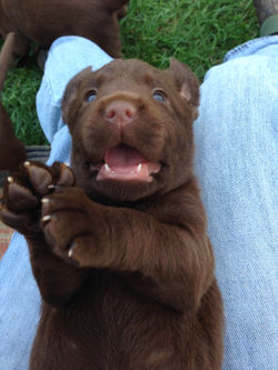 Fall 2014 Litter