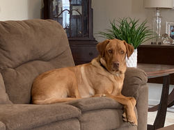 Tucker - Spring 2019