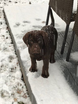 Baby Dozer