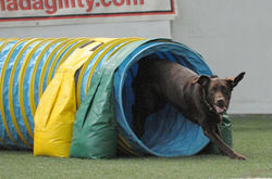 Cori Fall 2014 Agility Trial