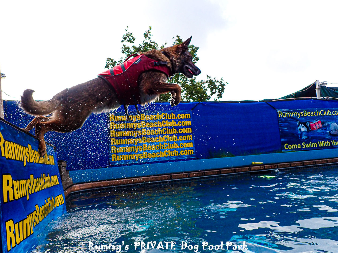 7-15-23 - Delisa Max June GSDs (7)