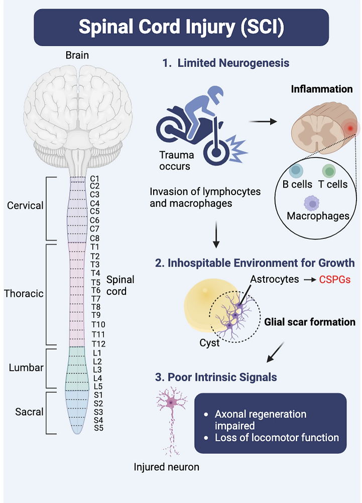 Stem Cell Usage In Spinal Cord Injury Treatment Stem Cell Usage In Spinal Cord Injury Treatment