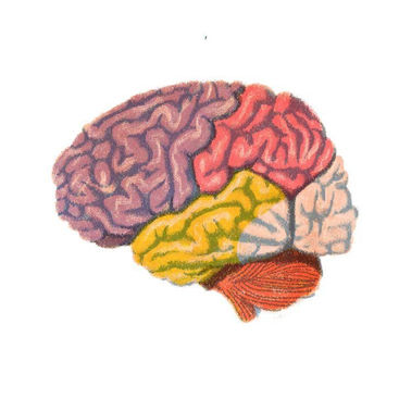 How To Train Your Brain: The 2026 Homunculus