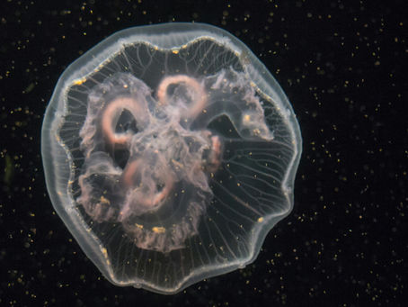 The Amoeba That Devours Minds