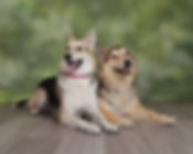Shayla & Juneau laying down WebCover.JPG