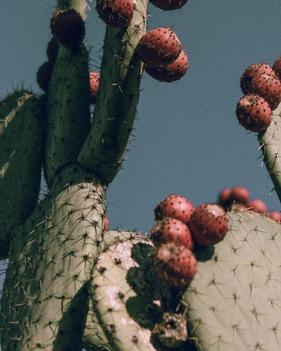 nopal voots mx botas vaqueras cowboy voots.png