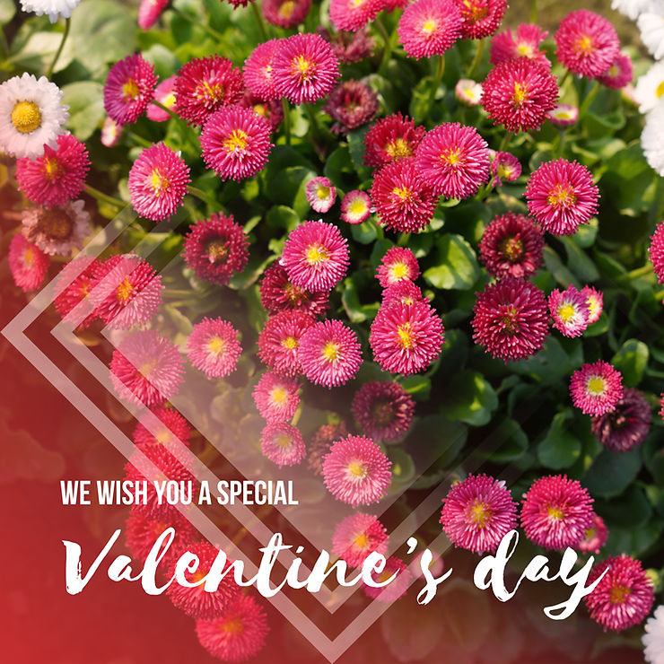 Celebrating Valentine's Day with Your Plants