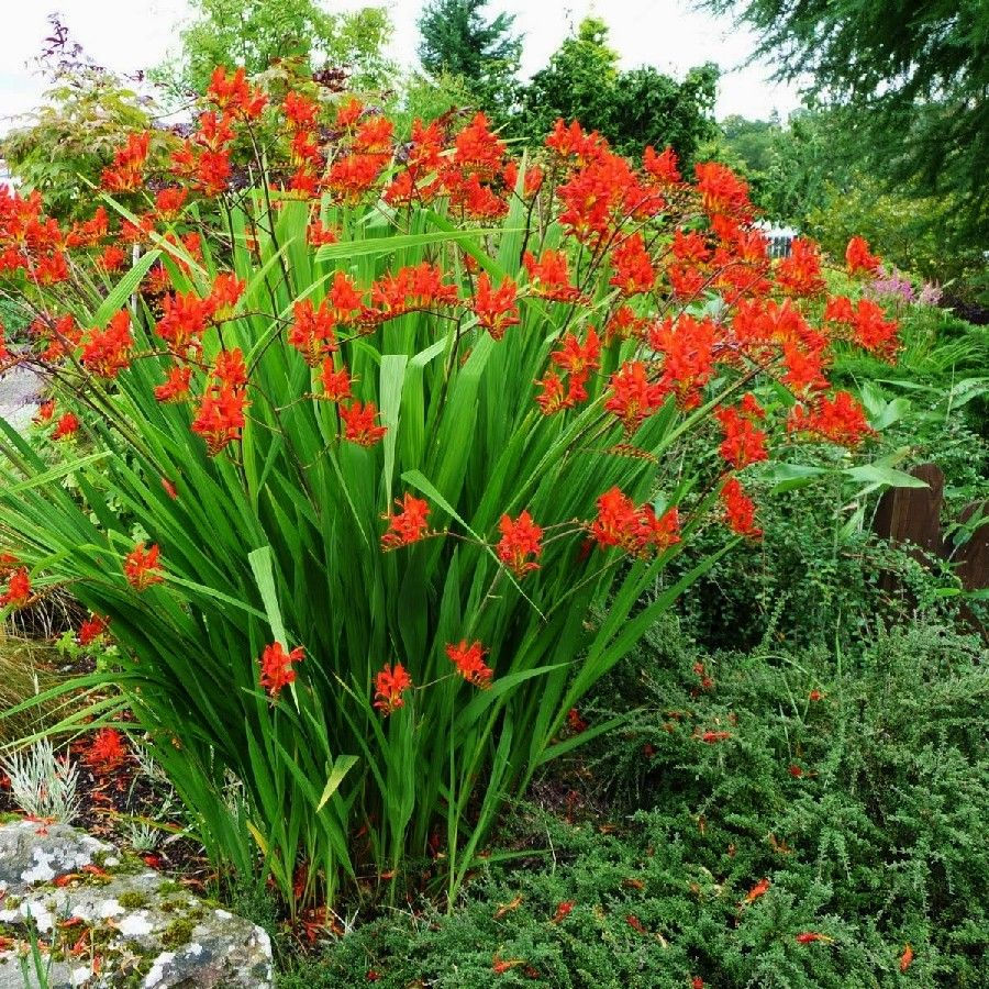 Thumbnail: Bulbs - Crocosmia, Montbretia (Pack of 5 Bulbs)