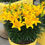 Thumbnail: Bulbs - Lillium Asiatic Yellow (Pack of 5 Bulbs)