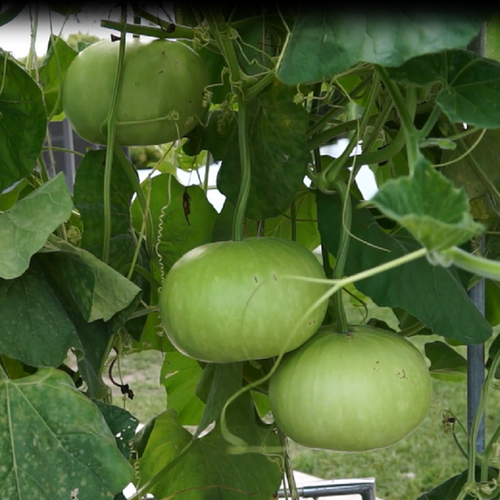 Bottle Gourd Round Biocarve Seeds