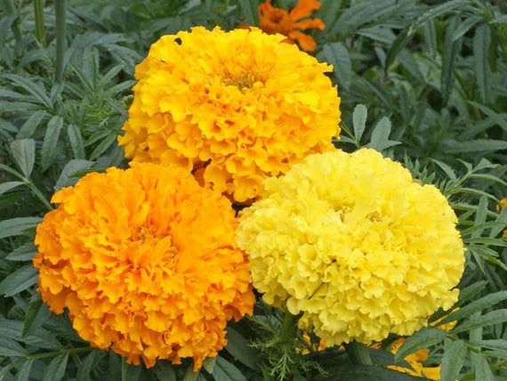 African Marigold Mixed
