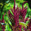 Thumbnail: Amaranthus Pygmy Torch