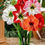 Thumbnail: Bulbs - Amarylis Lily - Mix (Pack of 5 Bulbs)