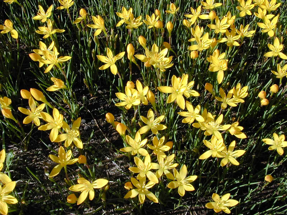 Thumbnail: Bulbs - Zephyranthes Lily, Rain Lily - Yellow (Pack of 10 Bulbs)