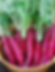 Radish Red Long