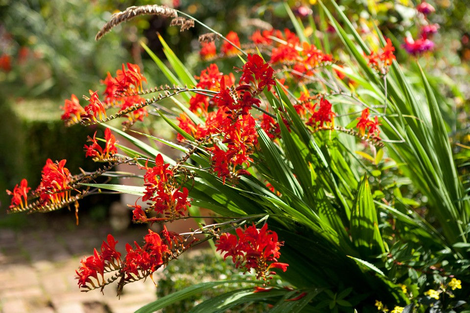 Thumbnail: Bulbs - Crocosmia, Montbretia (Pack of 5 Bulbs)