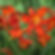 Bulbs - Crocosmia, Montbretia (Pack of 5 Bulbs)