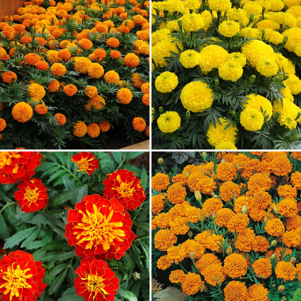 Marigold Mix
