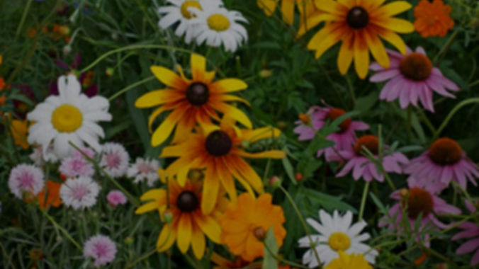 Cut-Wildflower-Mix__22746_edited.jpg