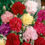 Thumbnail: Carnation Chaubad Mix (Dianthus caryophyllus)