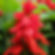 Salvia Saint John's Fire Red