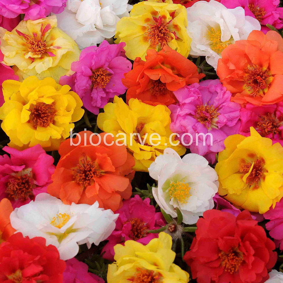 HYB - Portulaca Happy Trail Series (Mixed)