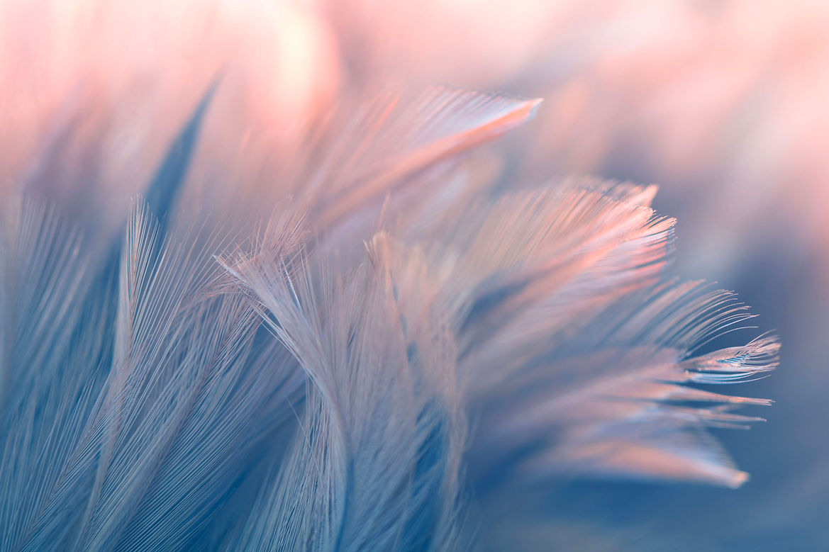 plumes-2-web.jpg