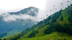 Salento - Vallée de Cocora (56)