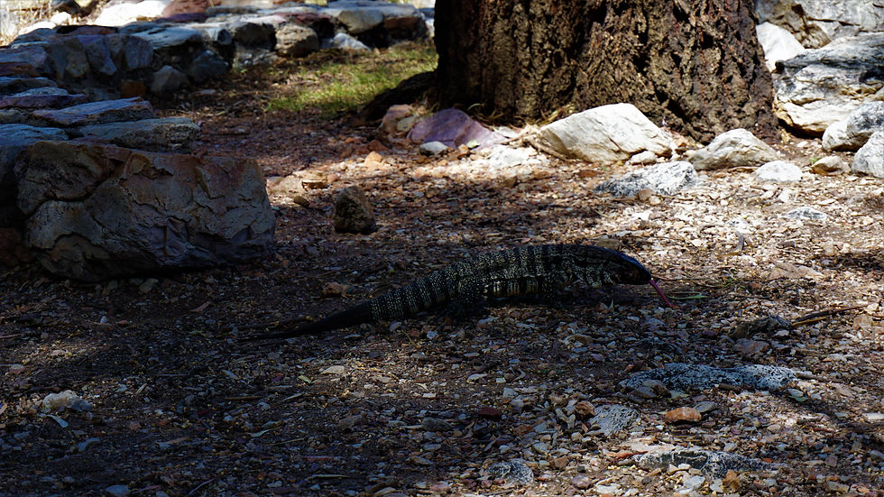 Sierra_de_la_Ventana_-_Cerro_Ventana_-_Didier_le_lézard