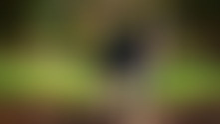 Mon chien a-t-il froid en hiver ? Que faire ?