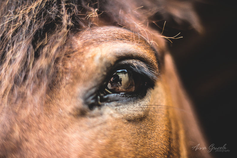 anna grucela photography