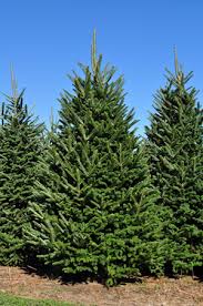 Abies Fraseri whole tree