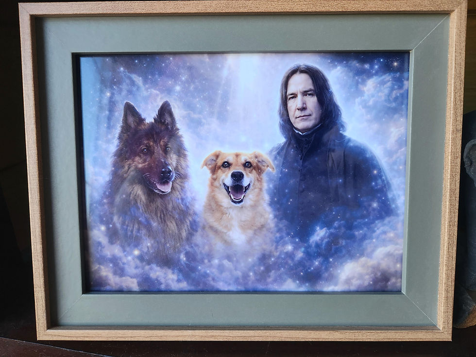 This is a gift from my dear friend, in the moments of grief for letting go and saying goodbye to our Zara (in the middle). Grief turner to laughter and this gift has a special place in my living room to remind me of all the joy I got from my pets (and Alan Rickman as Severus Snape)! Thank you, my dear A.