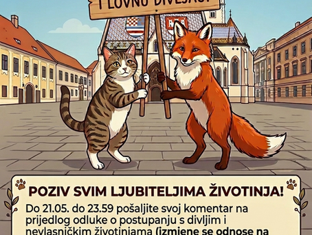 cat and a fox asking for protection in zagreb