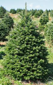Abies Nordman tree