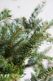 Abies Nordman needles
