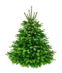 Norway Spruce whole tree