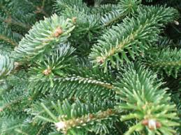 Abies Fraseri needles