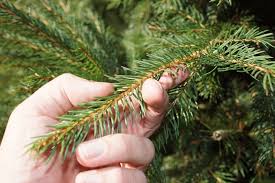 Norway Spruce needles