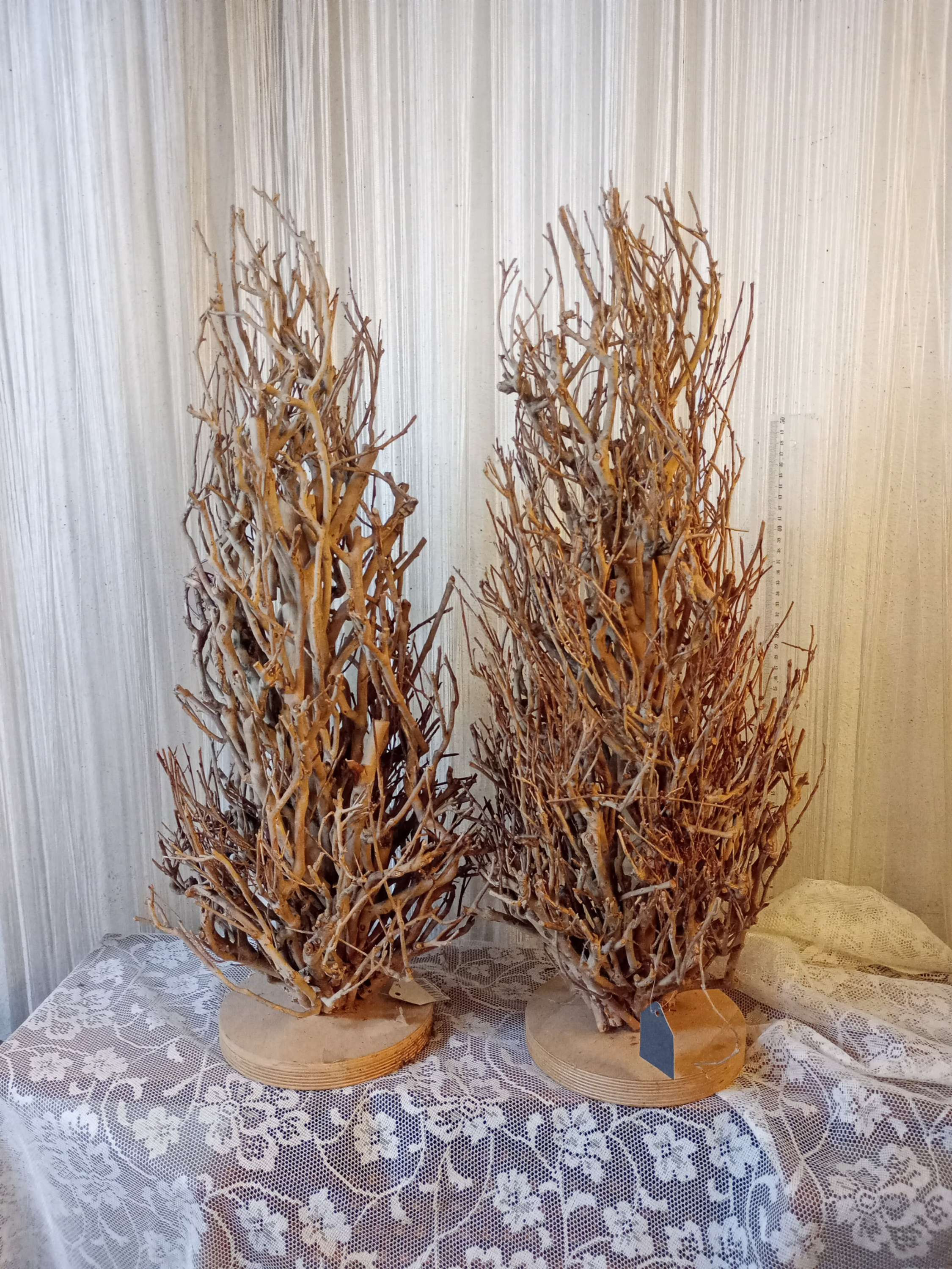 Arbusto ramas secas.0